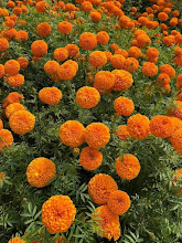 How to Grow Heavy Blooming Marigold (Banthi) Plants: Care Guide